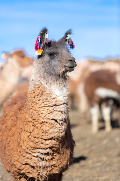 Lama vor blauem Himmel in Bolivien