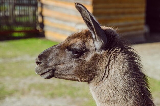 Lama en el zoológico de cerca día soleado