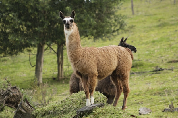 Lama