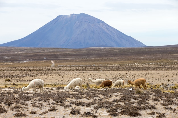 Lamas en los Andes, montañas, Perú