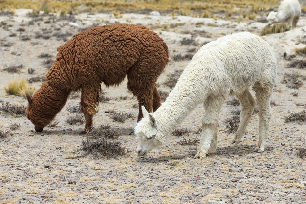 Lamas en los Andes, montañas, Perú