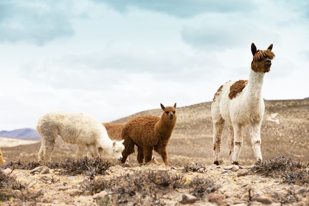 Lamas en los Andes, montañas, Perú