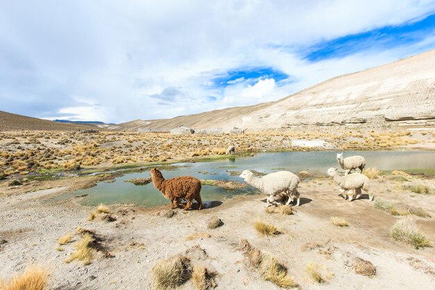 Lamas en los Andes, montañas, Perú