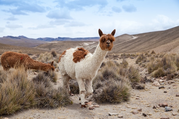 Lamas en los Andes, montañas, Perú