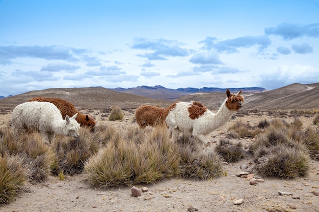 Lamas en AndesMountains Perú