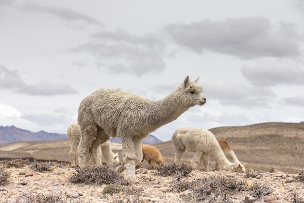 Lamas en AndesMountains Perú