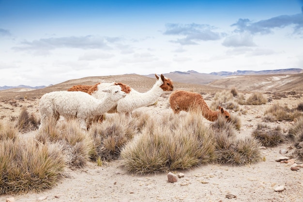 Lamas en AndesMountains Perú