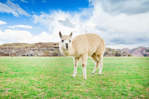 Lamas en AndesMountains Perú