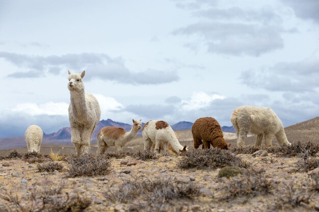 Lamas en AndesMountains Perú