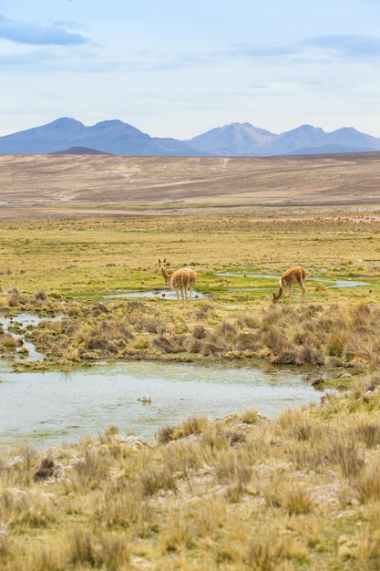 Lamas en AndesMountains Perú