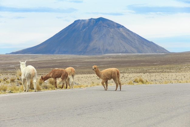 Lamas en AndesMountains Perú