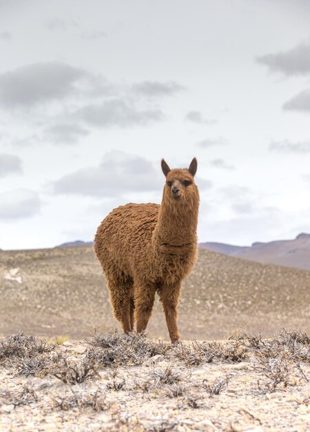 Lamas en AndesMountains Perú