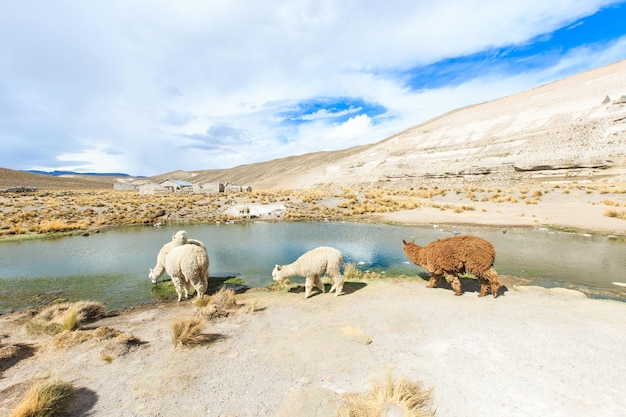 Lamas en AndesMountains Perú