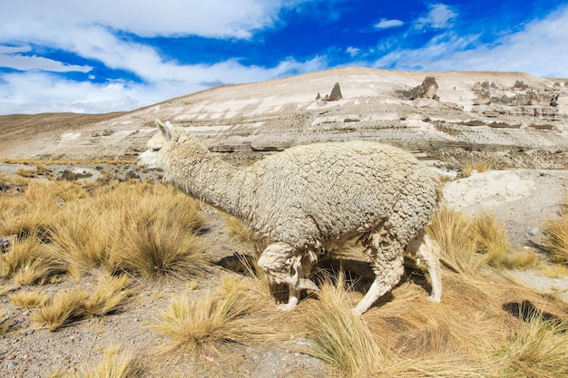 Lamas en AndesMountains Perú