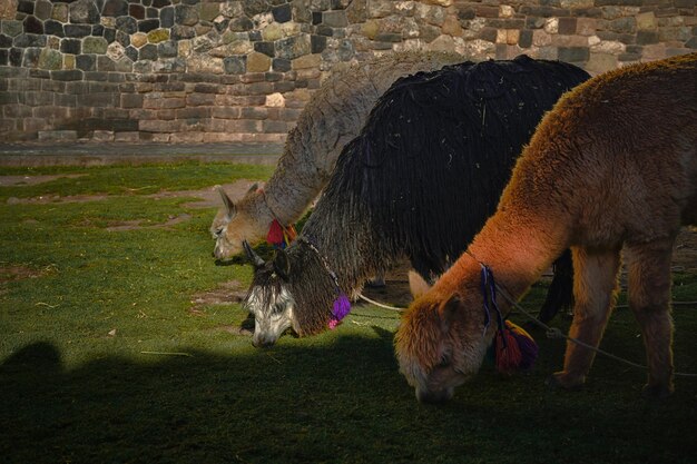 Foto lamas auf einem feld