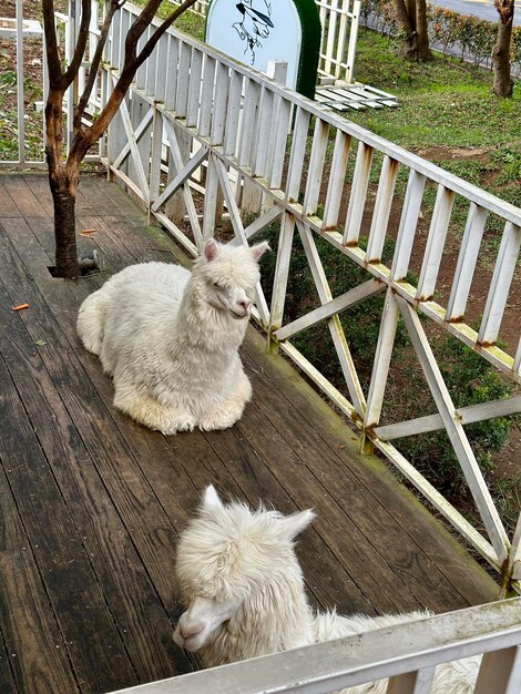 Foto lamas brancas descansando em uma varanda ensolarada