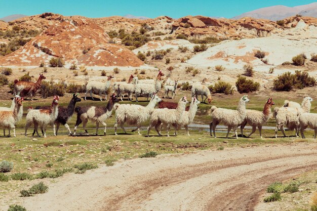 Foto las lamas caminando por el paisaje contra las montañas