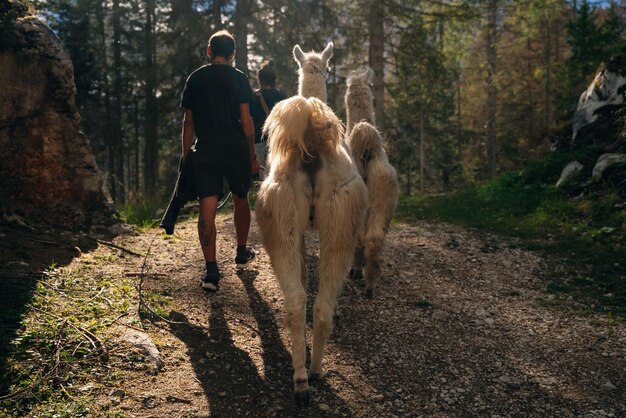 Lamas com turistas na aldeia alpina Dolomites, Itália, setembro de 2021