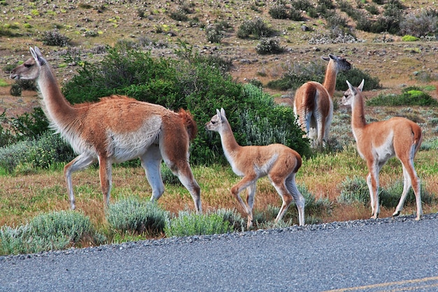 Lamas, die in Chile weiden lassen