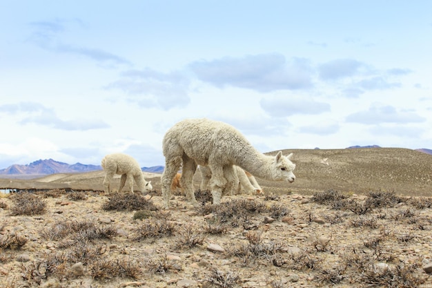 Lamas em AndesMountains Peru