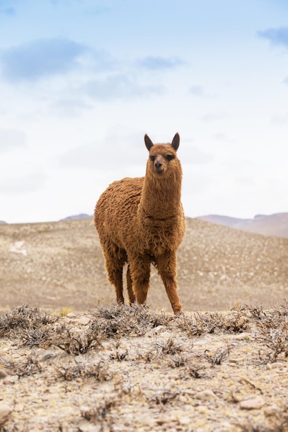 Lamas em AndesMountains Peru