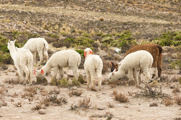 Lamas em AndesMountains Peru