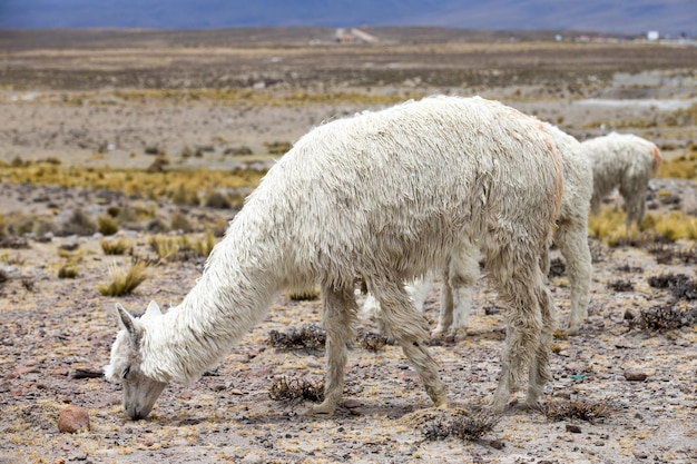 Lamas em AndesMountains Peru