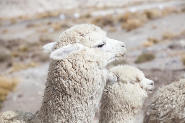 Lamas em AndesMountains Peru