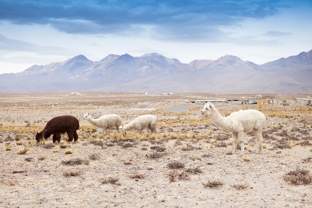 Lamas em AndesMountains Peru