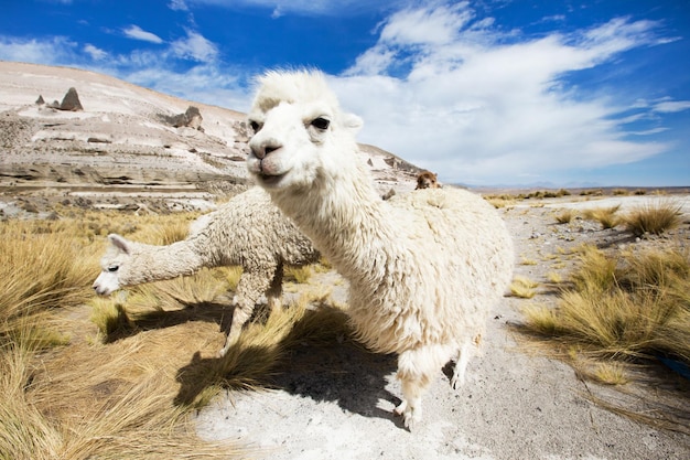 Lamas em AndesMountains Peru