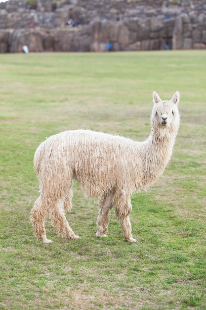 Lamas em AndesMountains Peru