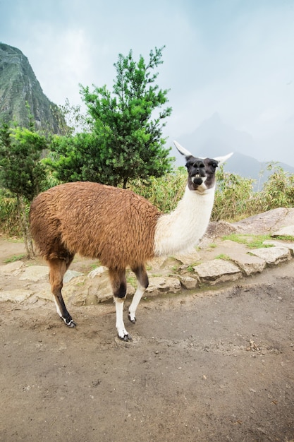 Lamas in Anden, Berge, Peru