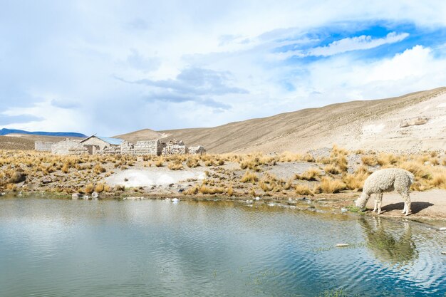 Lamas in Anden, Berge, Peru