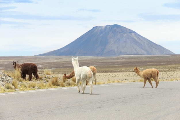 Lamas in AndesMountains Peru