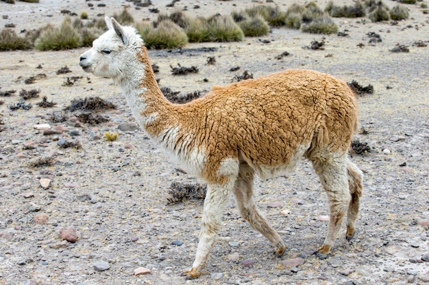 Lamas in AndesMountains Peru