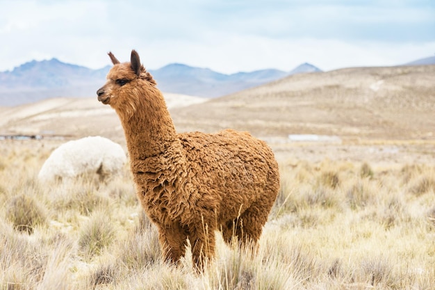 Lamas in AndesMountains Peru