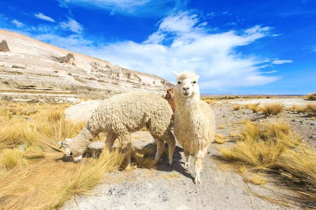 Lamas in AndesMountains Peru