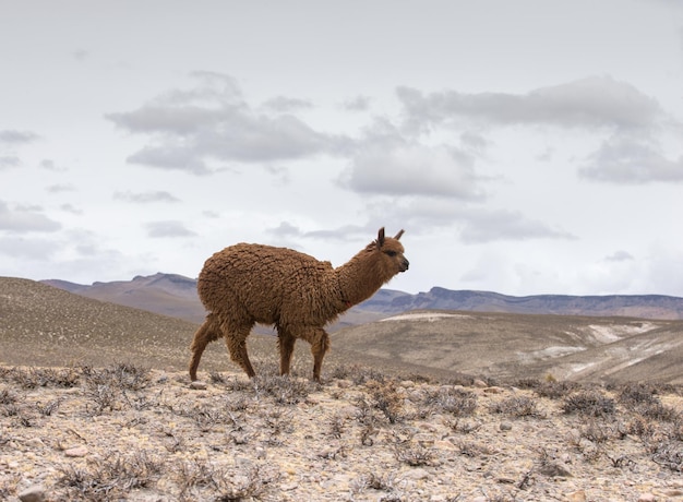 Lamas in AndesMountains Peru