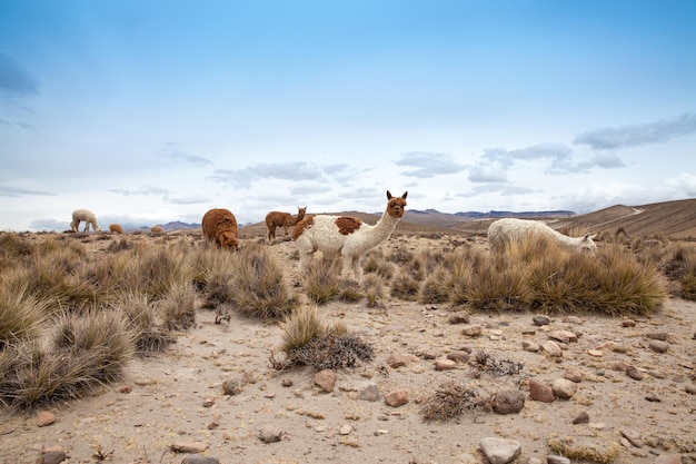 Lamas in AndesMountains Peru