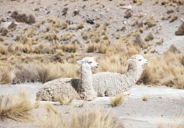 Lamas in AndesMountains Peru