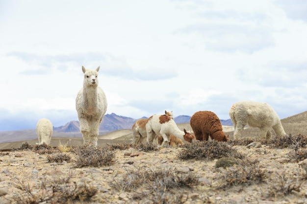 Lamas in AndesMountains Peru