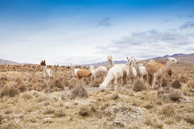 Lamas in AndesMountains PeruxAxA