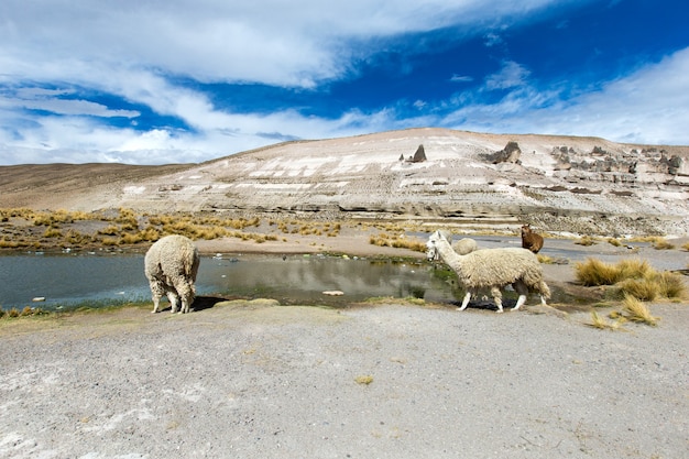 Lamas in den Anden, Bergen, Peru