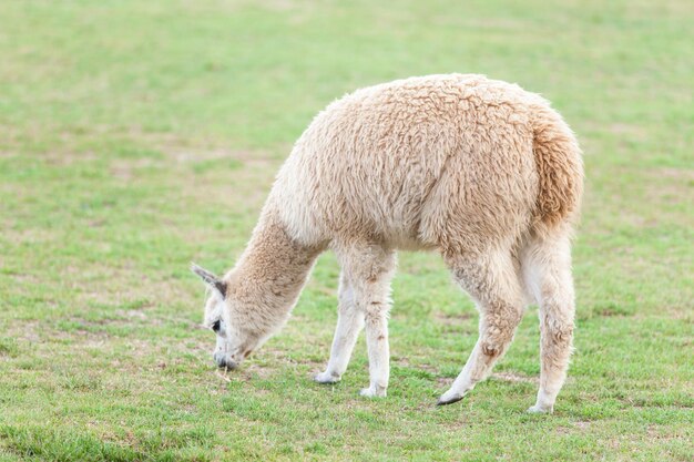 Lamas en las montañas de los Andes, Perú