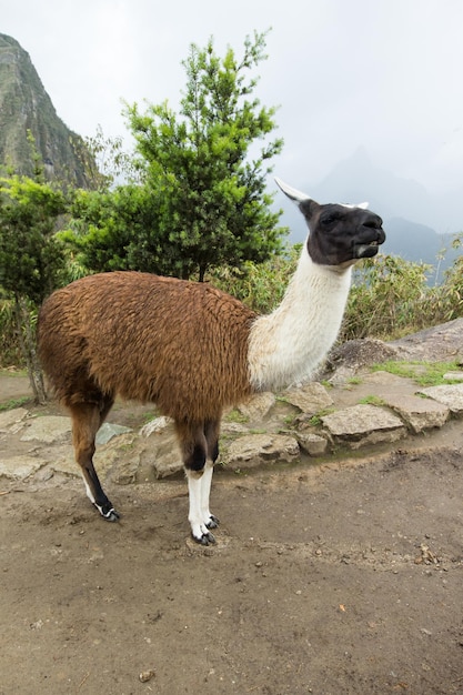 Lamas en las montañas de los Andes PeruxAxA