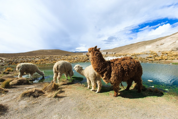 Lamas en las montañas