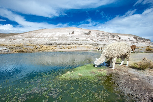 Lamas nos andes, montanhas, peru