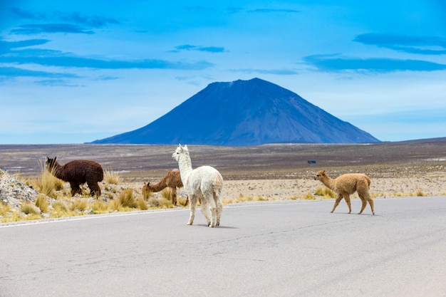 Lamas nos Andes, montanhas, Peru