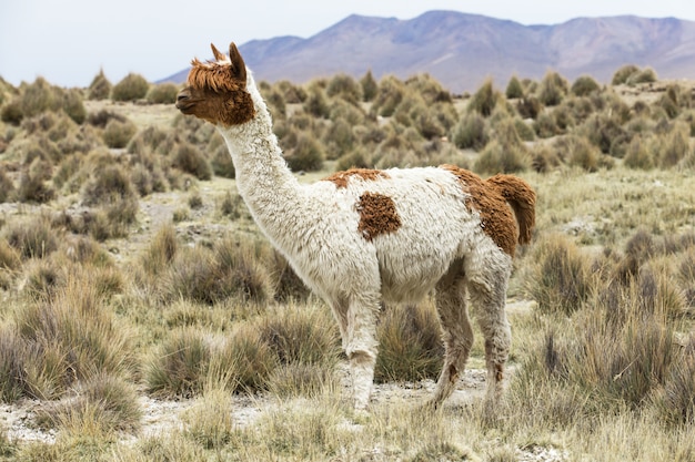 Lamas nos Andes, montanhas, Peru