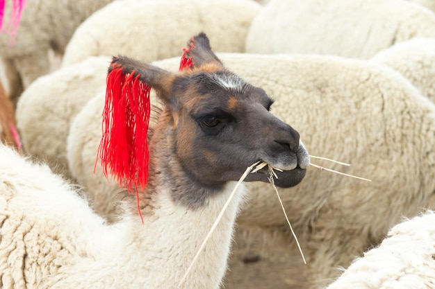 Lamas nos AndesMontanhas PeruxAxA